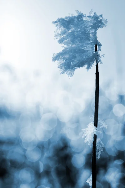 Erba congelata da vicino . — Foto Stock