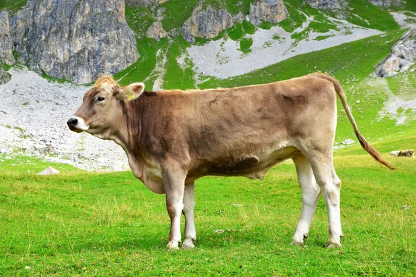 Mucche nel prato — Foto Stock