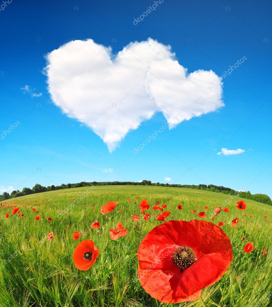 Red poppies in wheat field and blue sky with a white clouds in the form of heart.