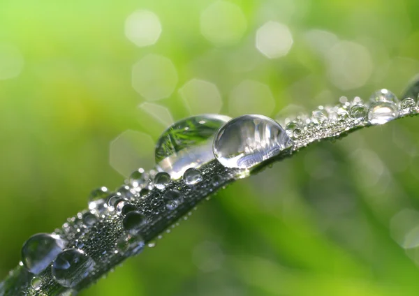 Grama verde fresca com gotas de orvalho close-up . — Fotografia de Stock