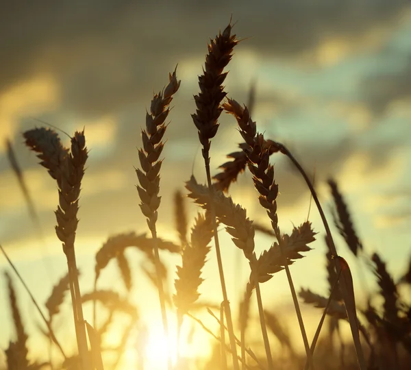 Silhouette of a wheat field — Stock Photo, Image