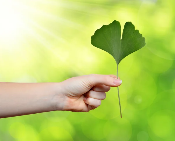 Mano sosteniendo hoja de ginkgo biloba — Foto de Stock