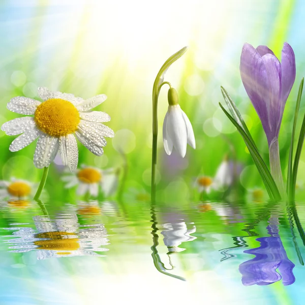 Spring flower Crocus, Daisy and Snowdrop — Stock Photo, Image