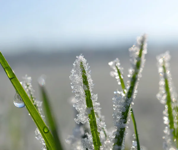 Gefrorenes Gras aus nächster Nähe. — Stockfoto