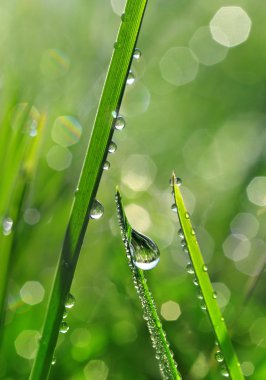 Taze yeşil çimen çiy ile portre damla.