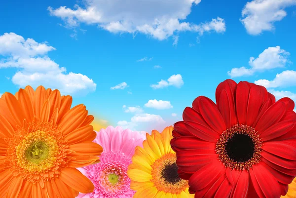 Bunte Gerbera-Blüten — Stockfoto