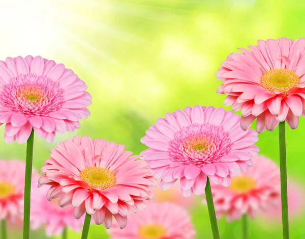 Rosa Gerbera-Blüten — Stockfoto