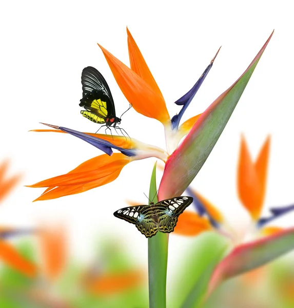 Strelitzia reginae, ave del paraíso flor con mariposas — Foto de Stock