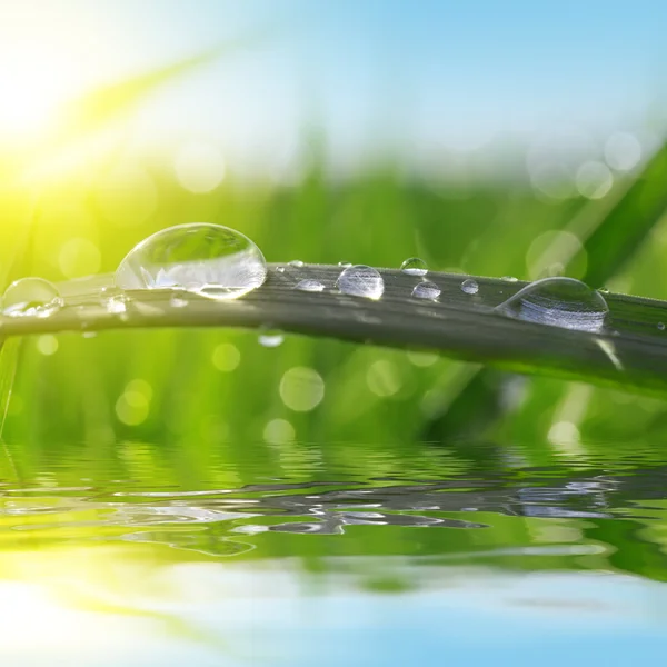 Verse groene gras met dauw druppels close-up. — Stockfoto