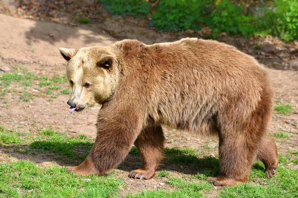 Καφέ αρκούδα (Ursus arctos) — Φωτογραφία Αρχείου