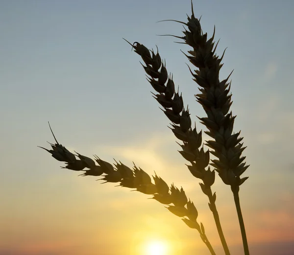 Silhouette von Weizenähren — Stockfoto
