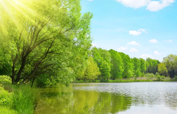 Svěže zeleného lesa odráží v rybníku. — Stock fotografie