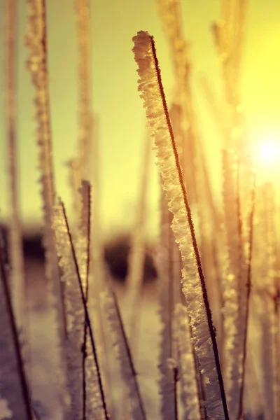 Grama congelada ao nascer do sol de perto . — Fotografia de Stock