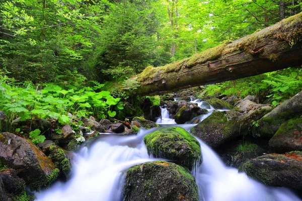 Mountain creek v národním parku Šumava — Stock fotografie