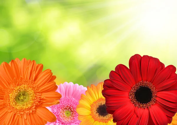 Bunte Gerbera-Blüten — Stockfoto