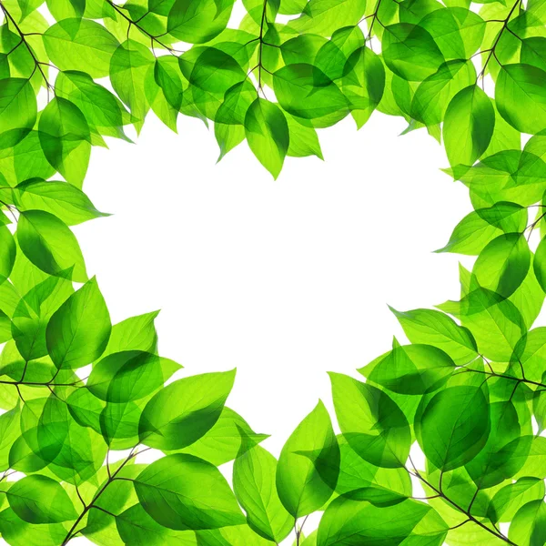 Frühlingsgrüne Blätter in Herzform — Stockfoto