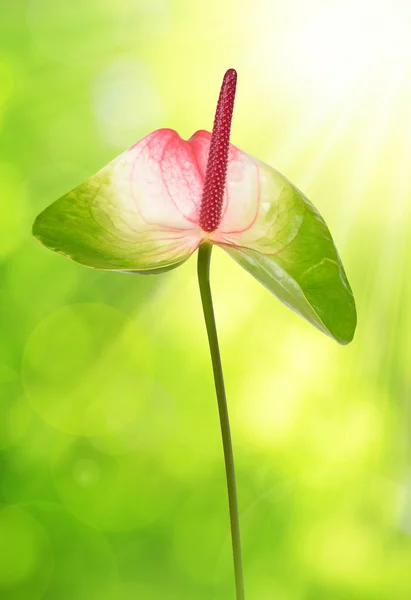 Primer plano de la flor de Anthurium — Foto de Stock