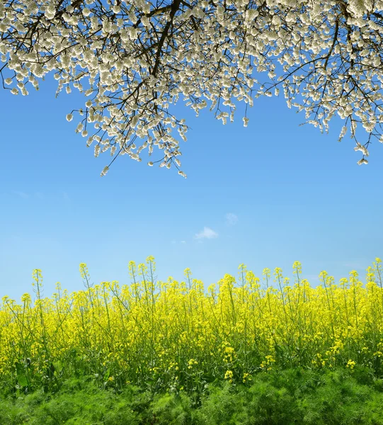 Spring landscape with rapeseed field — Stock Photo, Image