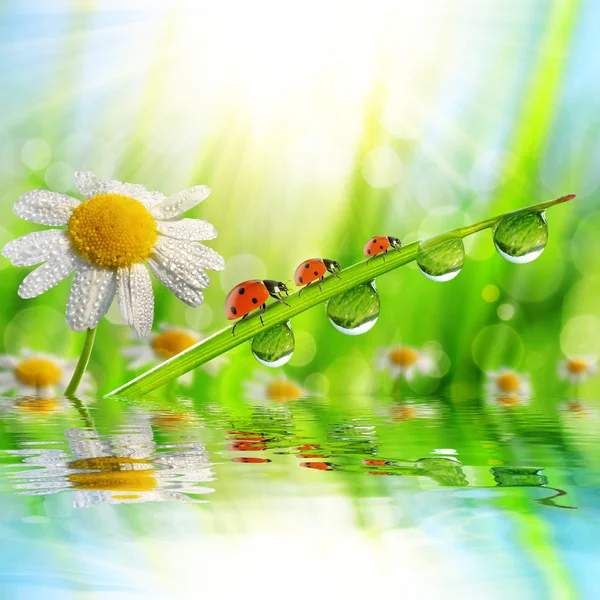 Spring flower Daisy and ladybugs on green grass with dew drops. — Stock Photo, Image