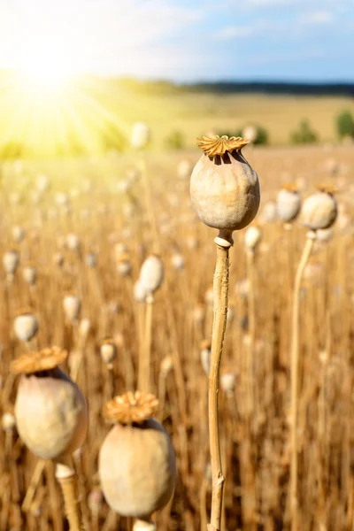 Dry poppy field — Stock Photo, Image