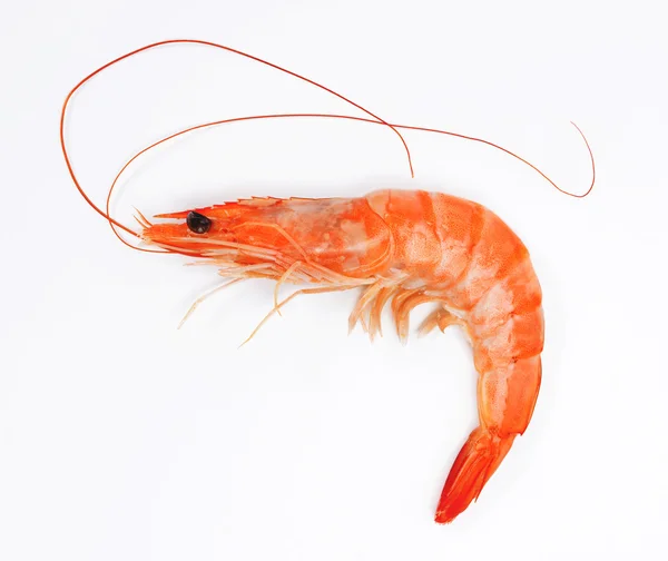 Close up of fresh shrimp — Stock Photo, Image