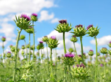 Silybum marianum alanıyla