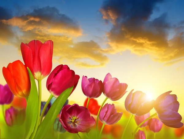 Colorful flowers tulip — Stock Photo, Image