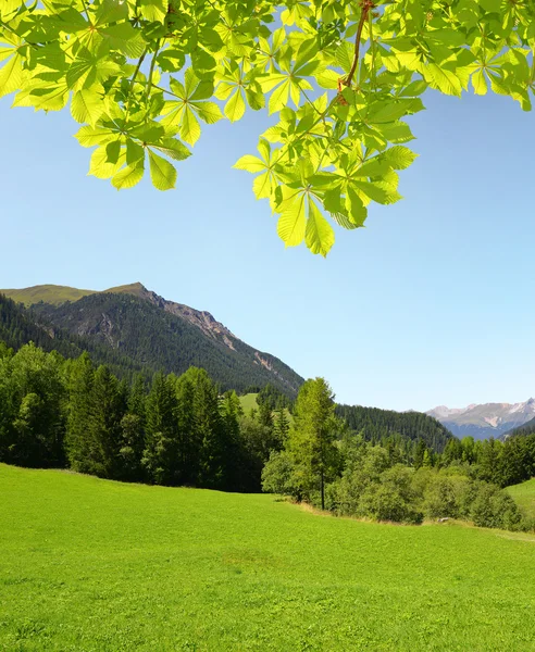 Sommar landskap i Schweiz Alperna — Stockfoto