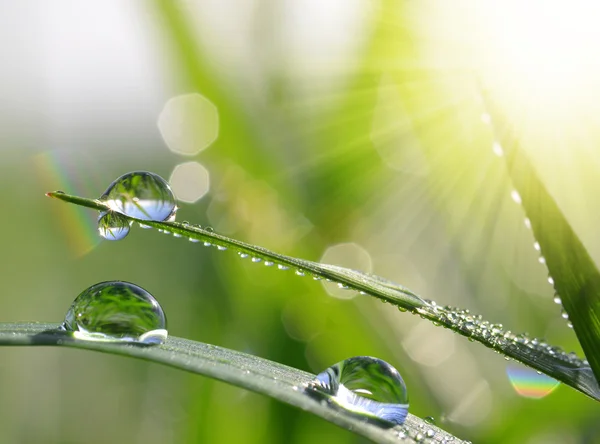 Erba fresca verde con gocce d'acqua primo piano . — Foto Stock