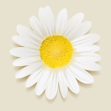 beautiful Daisy flower. clipart
