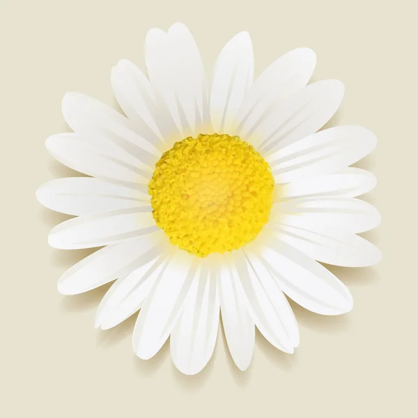 Belle fleur de marguerite. — Image vectorielle