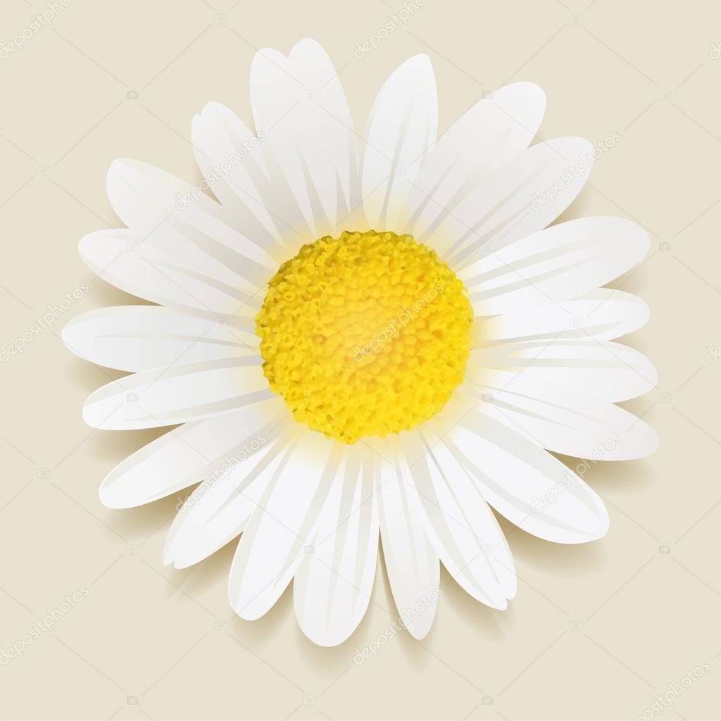 beautiful Daisy flower.