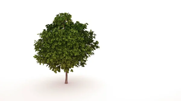 Arbre vert avec des feuilles en forme d'argent, plante. Élément de conception graphique isolé sur fond blanc, paysage. — Photo