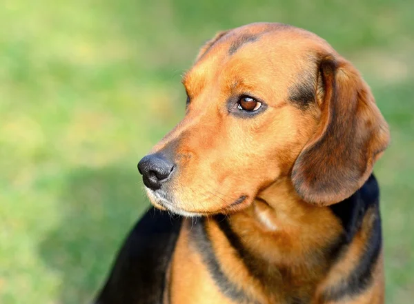 Beagle dog portrait — Stock Photo, Image