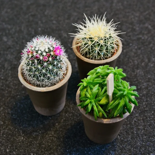 Macetas en miniatura con cactus —  Fotos de Stock