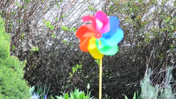 Pinwheel jardim Colordul — Vídeo de Stock