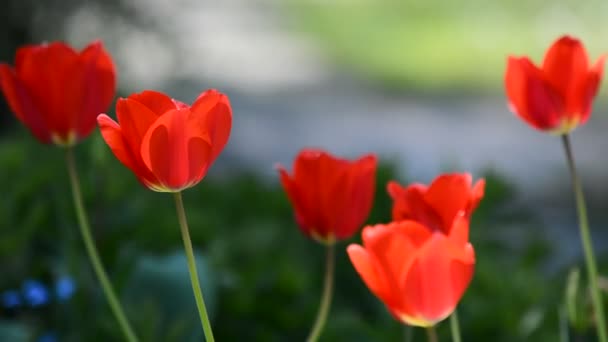 Giardino primaverile con tulipani — Video Stock