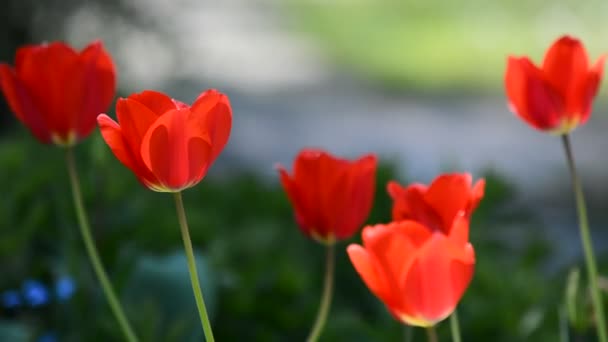 Jardin de printemps avec tulipes 