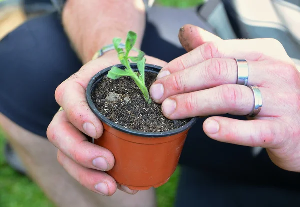 Plantación de plántulas primer plano — Foto de Stock