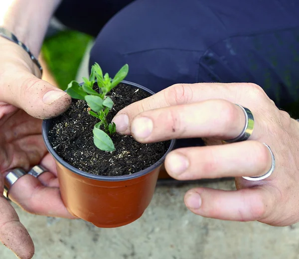 Plantación de plántulas primer plano —  Fotos de Stock