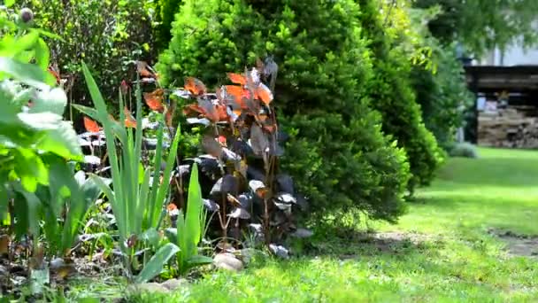 Vista jardín primavera — Vídeo de stock