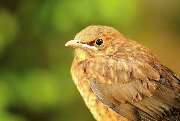 Thrush (Turdus philomelos) — Stock Photo, Image