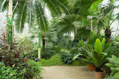 Büyük palm sera