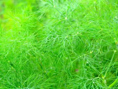 Dereotu bitki arka plan