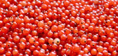 Kırmızı kuş üzümü arka plan