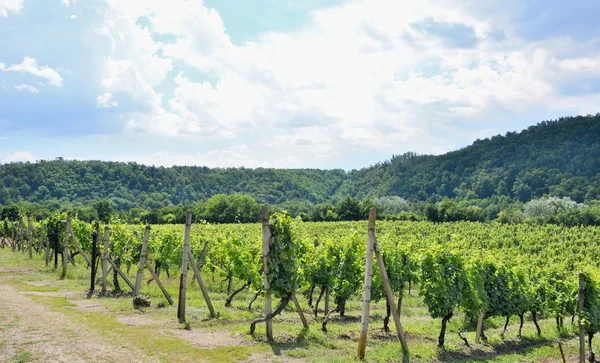 Moravian vineyards Sobes. — Stock Photo, Image