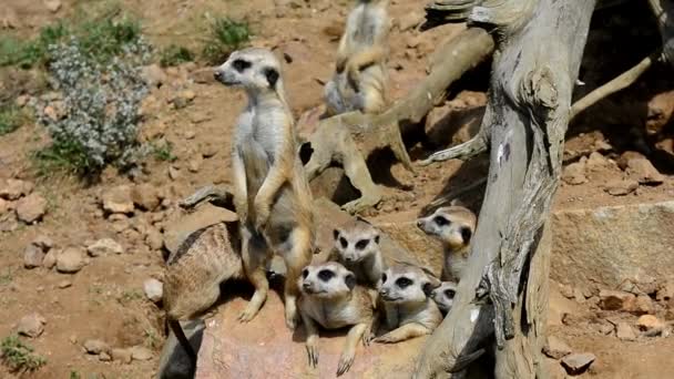 Meerkats on guard — Stock Video