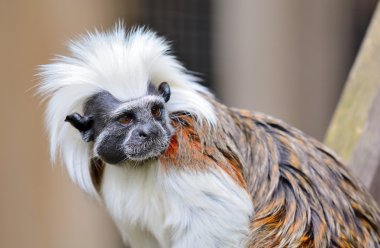 Cotton-top Tamarin monkey clipart