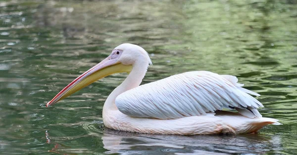 Floating White Pelican — Stock Photo, Image