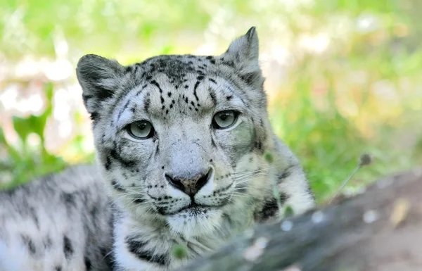 Kar leoparı (Irbis) — Stok fotoğraf